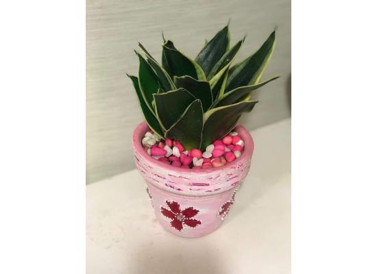 Cactus Plants|Ideal Gifts